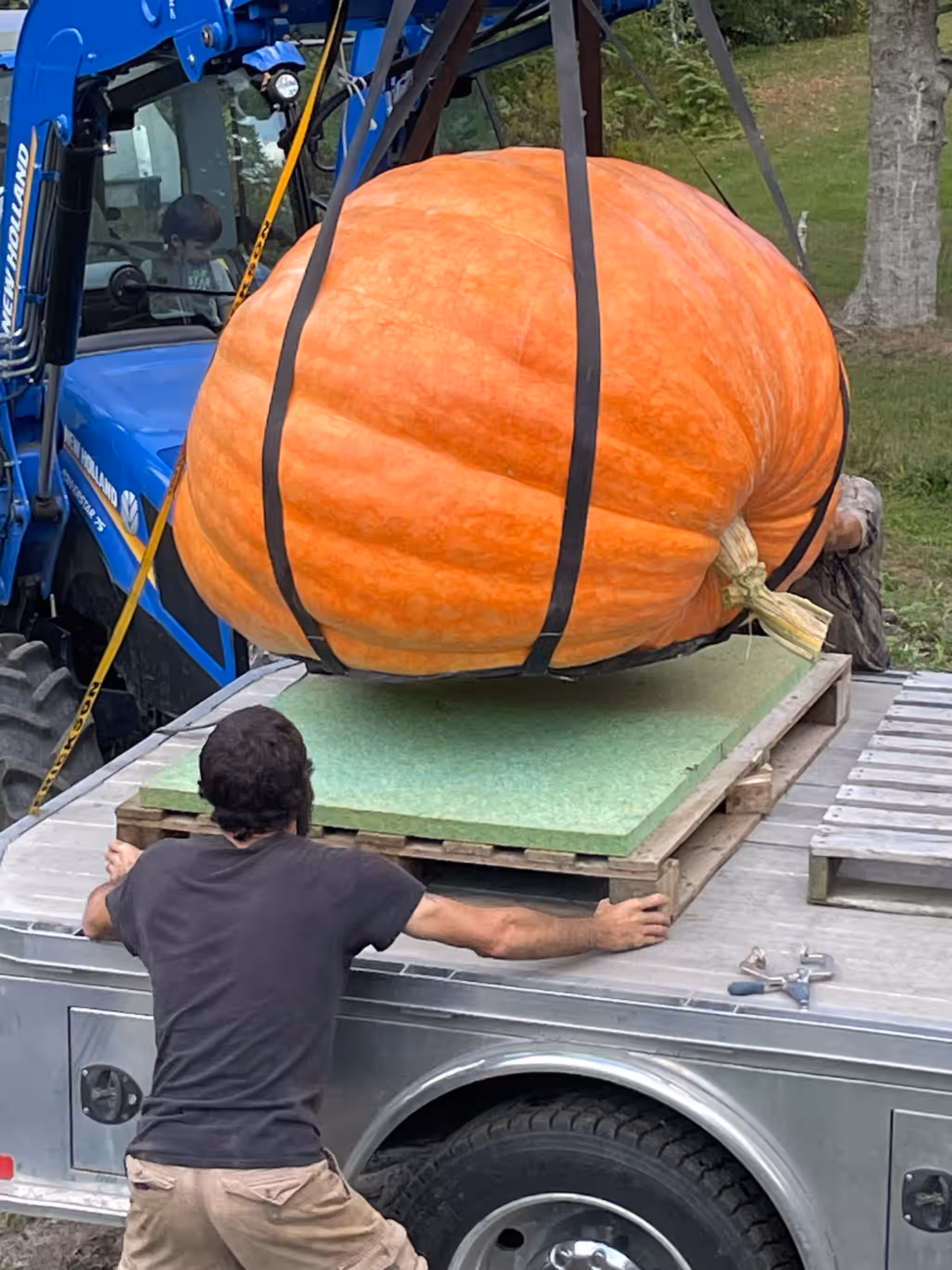 Vermont Giant Atlantic Pumpkin Seeds