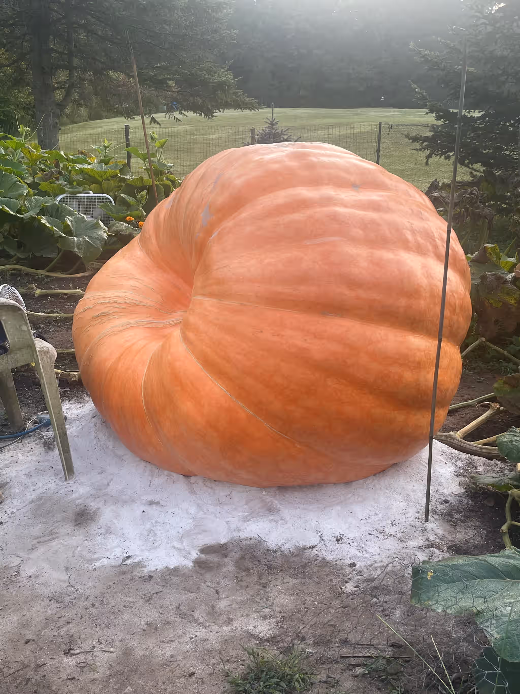 Vermont Giant Atlantic Pumpkin Seeds