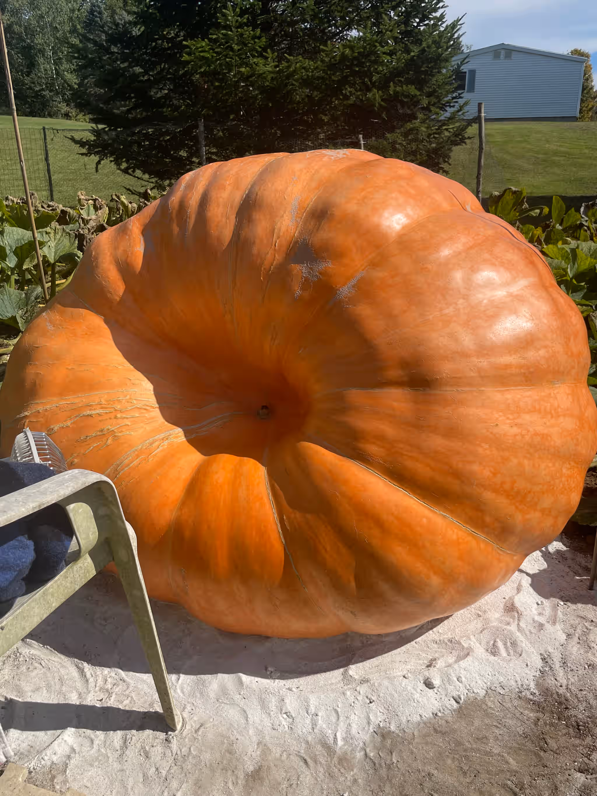 Vermont Giant Atlantic Pumpkin Seeds