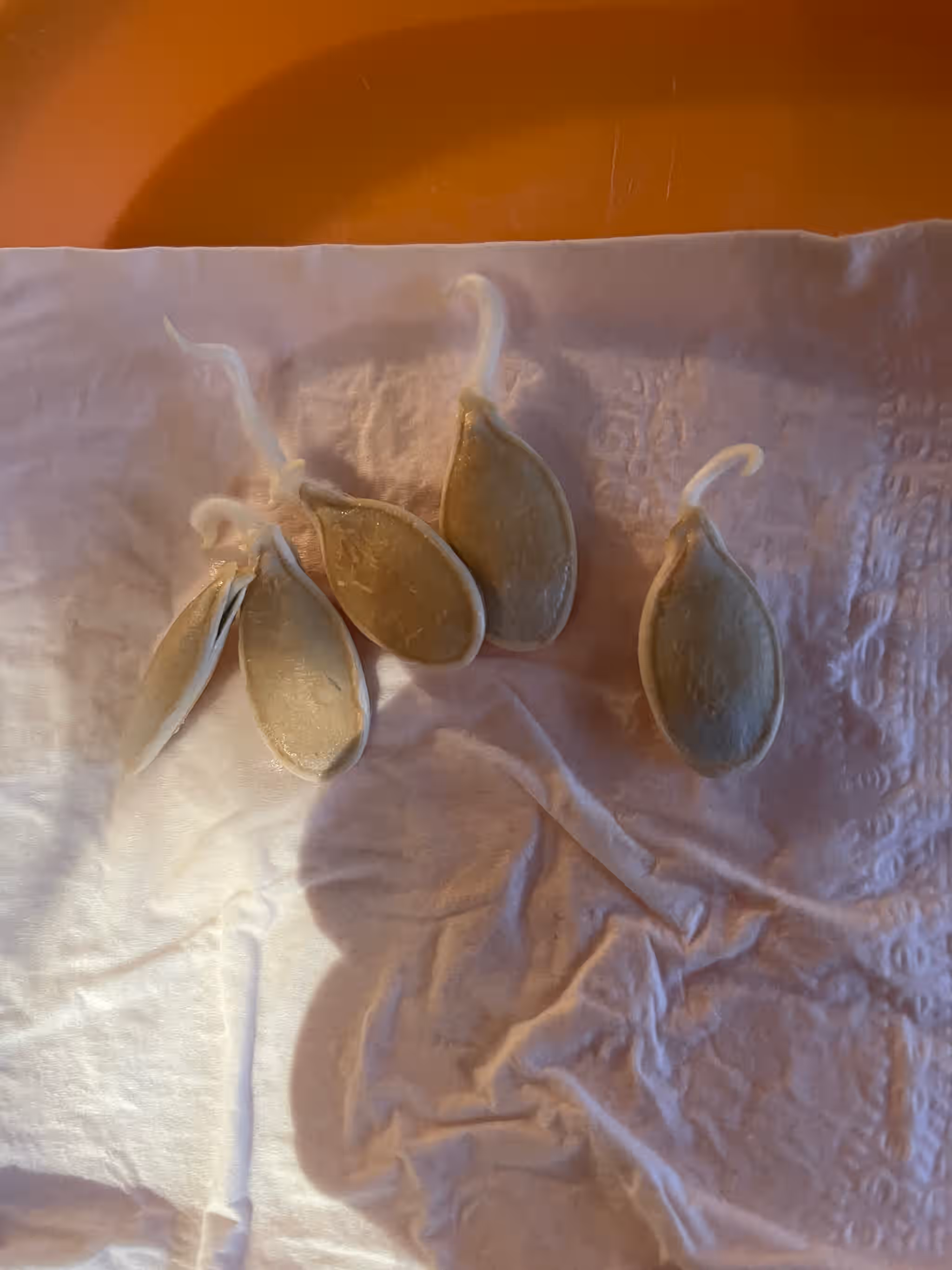 Vermont Giant Atlantic Pumpkin Seeds