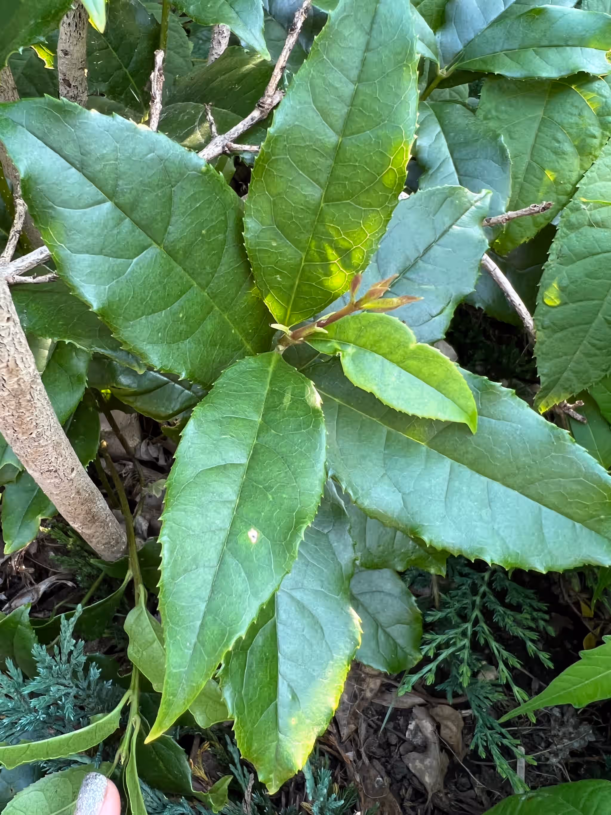 Tea Leaves - Osmanthus fragrans leaf *Fresh