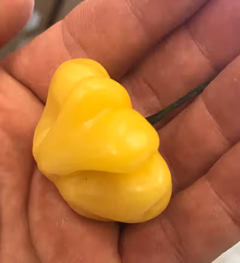 Aji Brazilian Starfish Yellow Hot Pepper Premium Seed