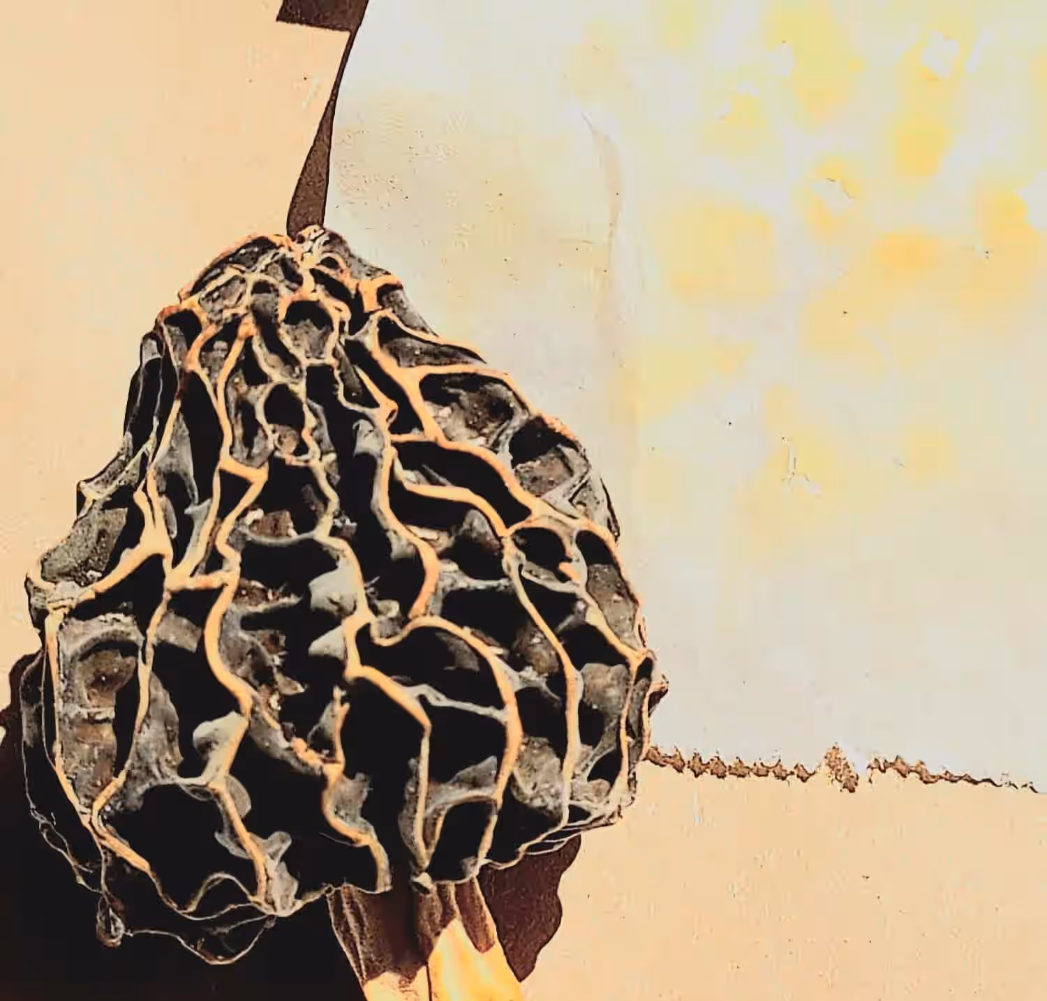 Pure Morel Spores - Specimen Included