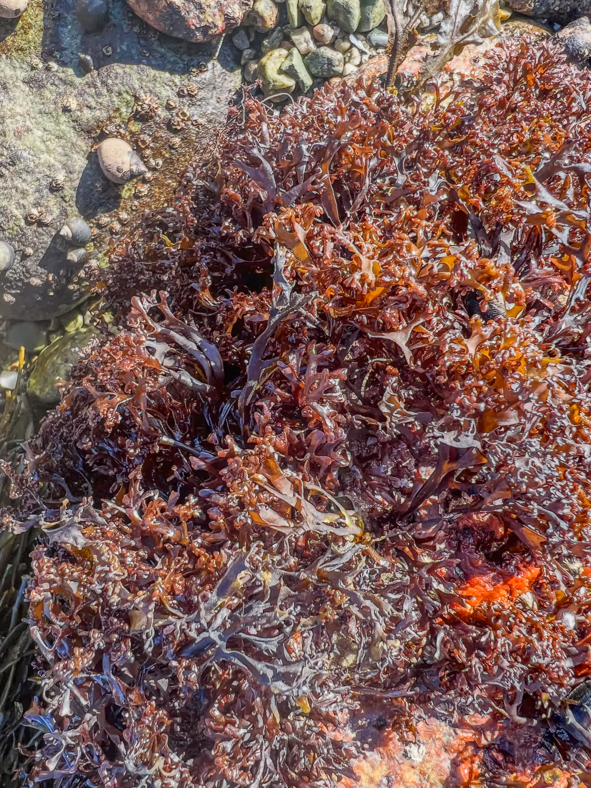 Irish Moss (Chondrus crispus)