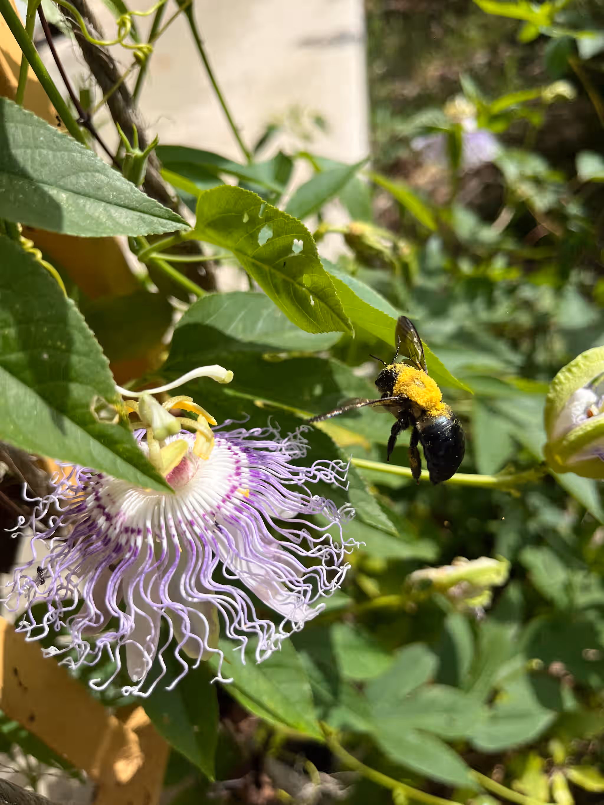 Hardy Passionfruit Seeds - Native - Passiflora incarnata
