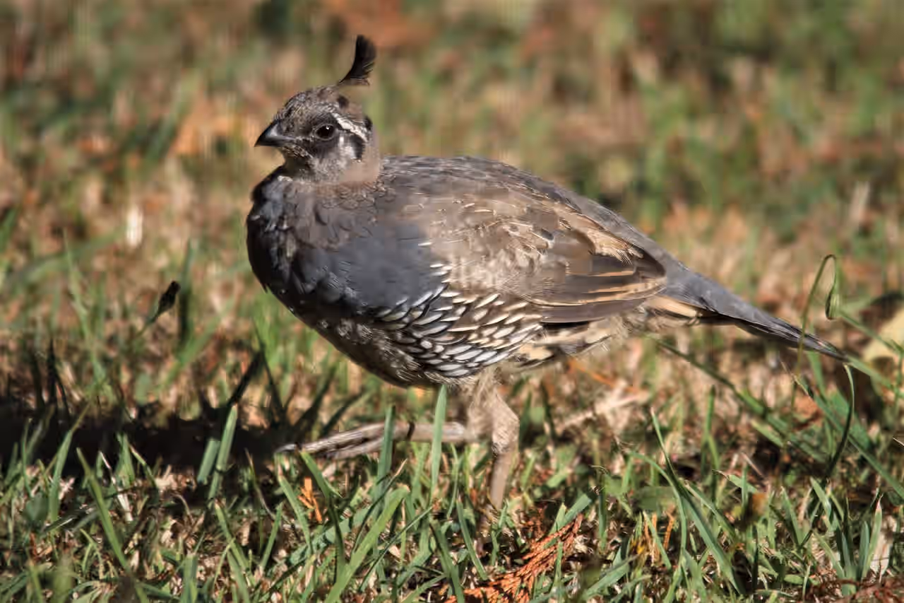 Organic Free Range Full-Bird Quail