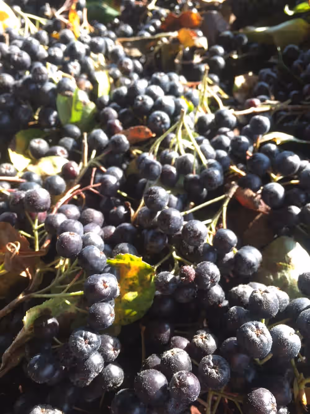 Aronia Berries Sun dried native fruit Northeastern Black Chokeberries