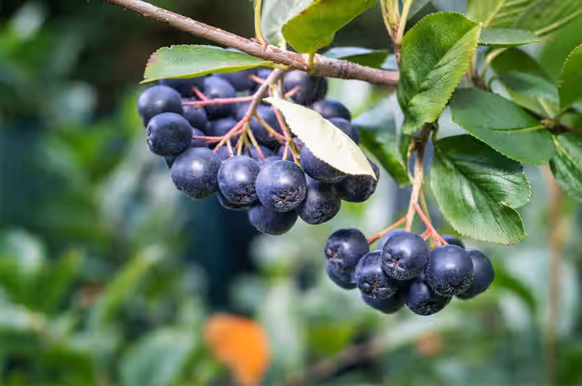 Aronia Berries Sun dried native fruit Northeastern Black Chokeberries