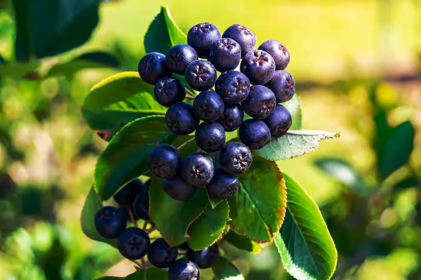Aronia Berries Sun dried native fruit Northeastern Black Chokeberries
