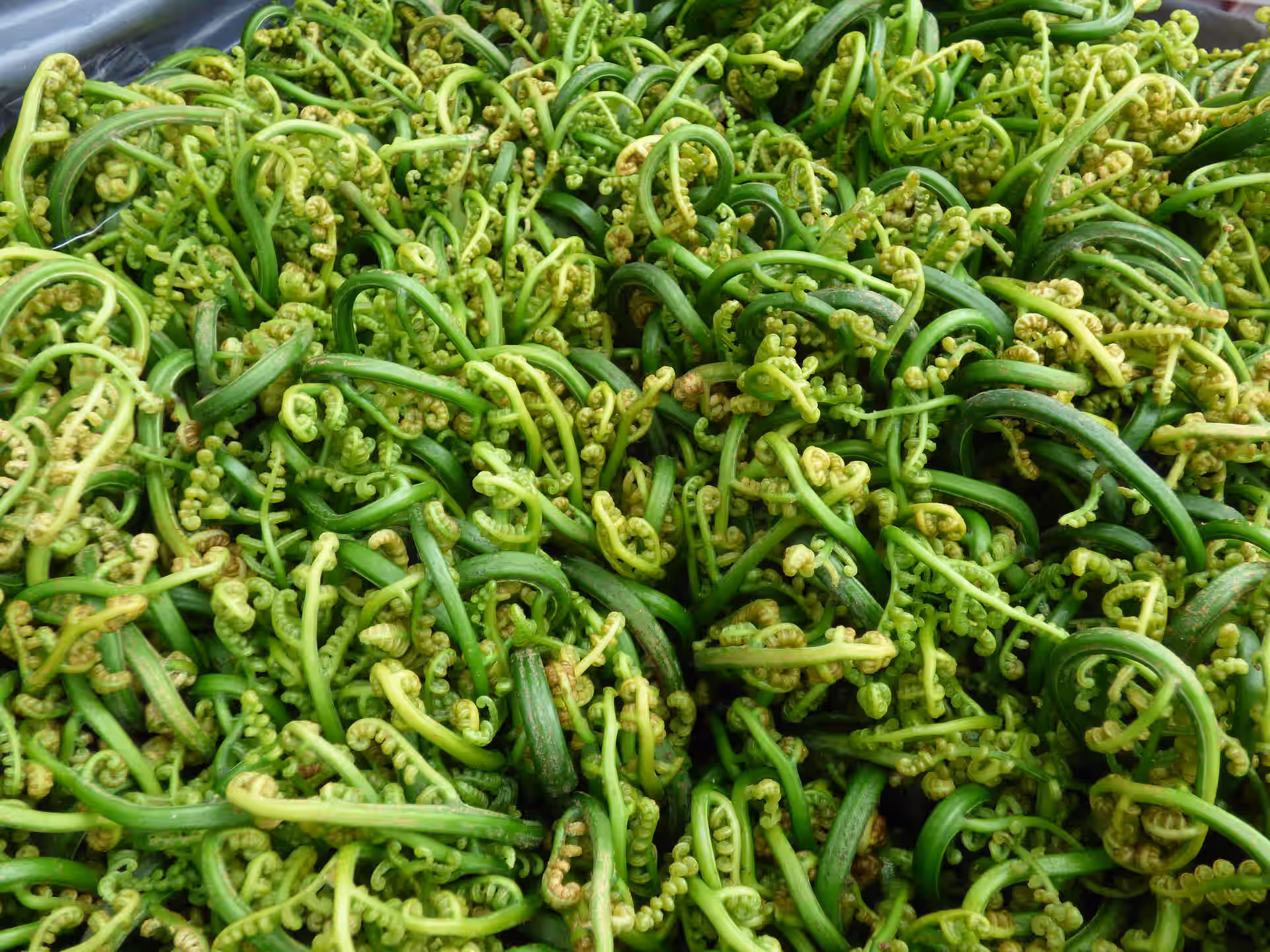 Fiddlehead Fern