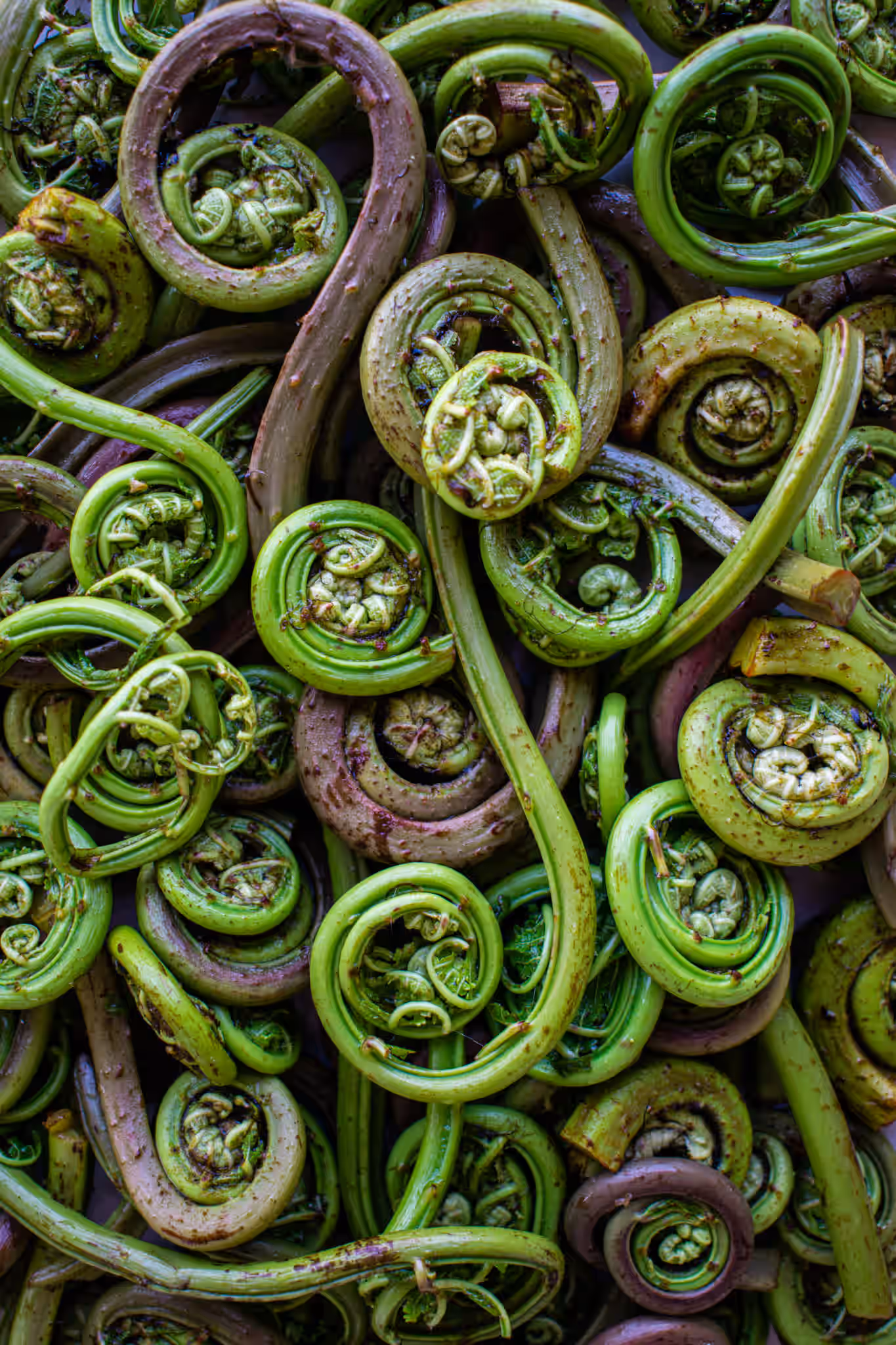 Fresh Fiddlehead Ferns