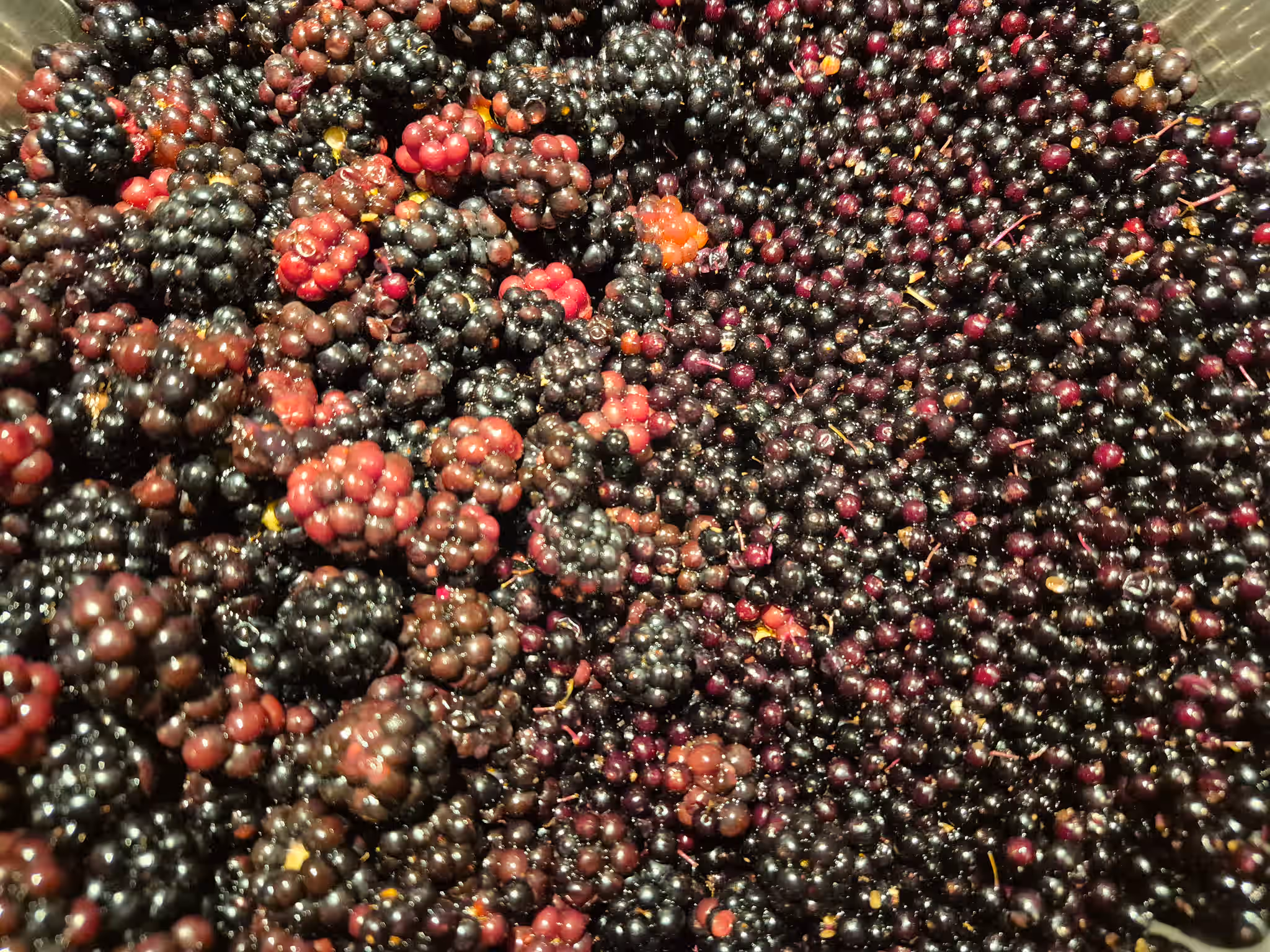 Blackbelderberry Jelly