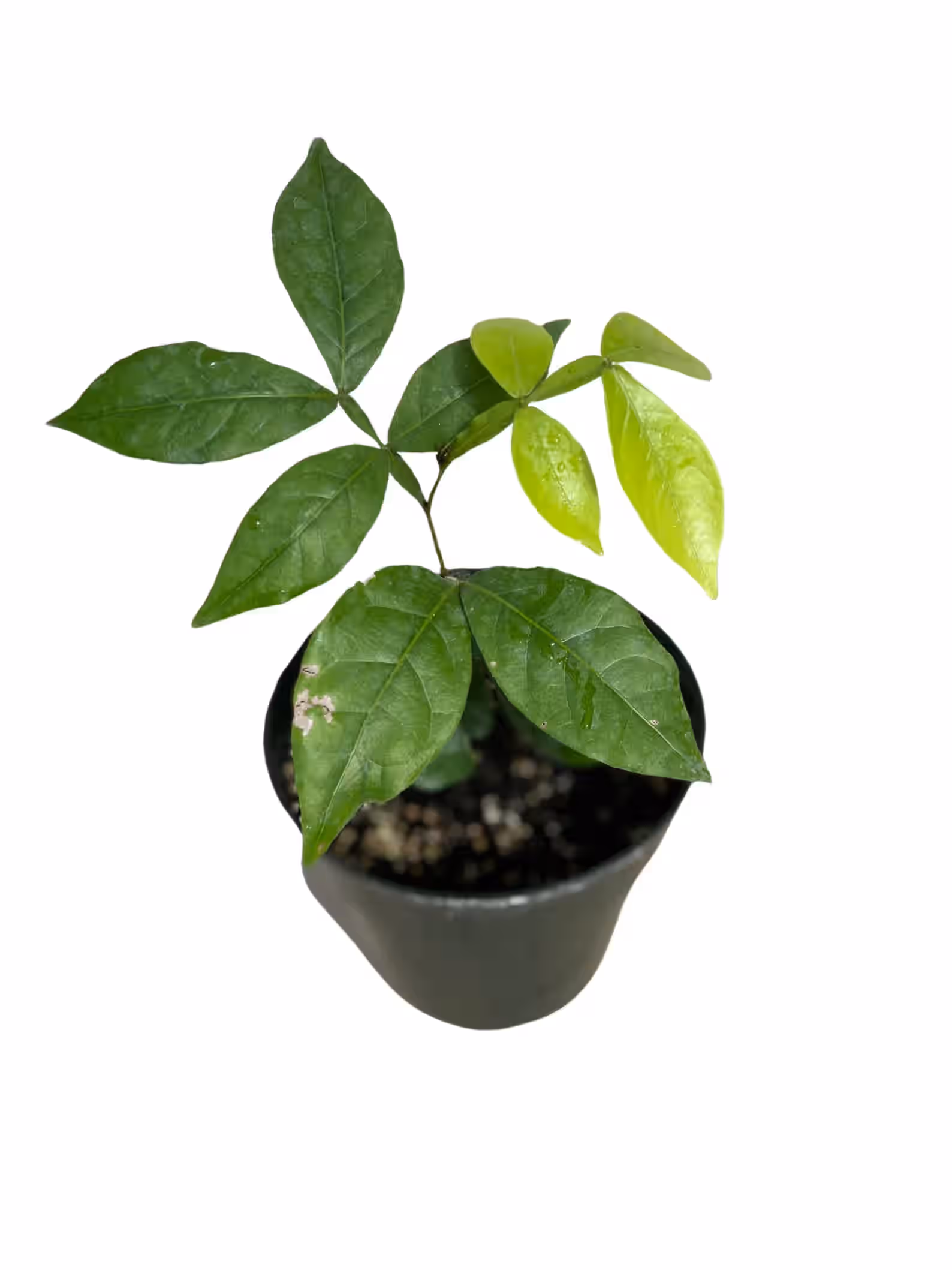 Ice Cream Bean | Guaba | Inga Edulis | Fruit Tree | Seedling | Plants