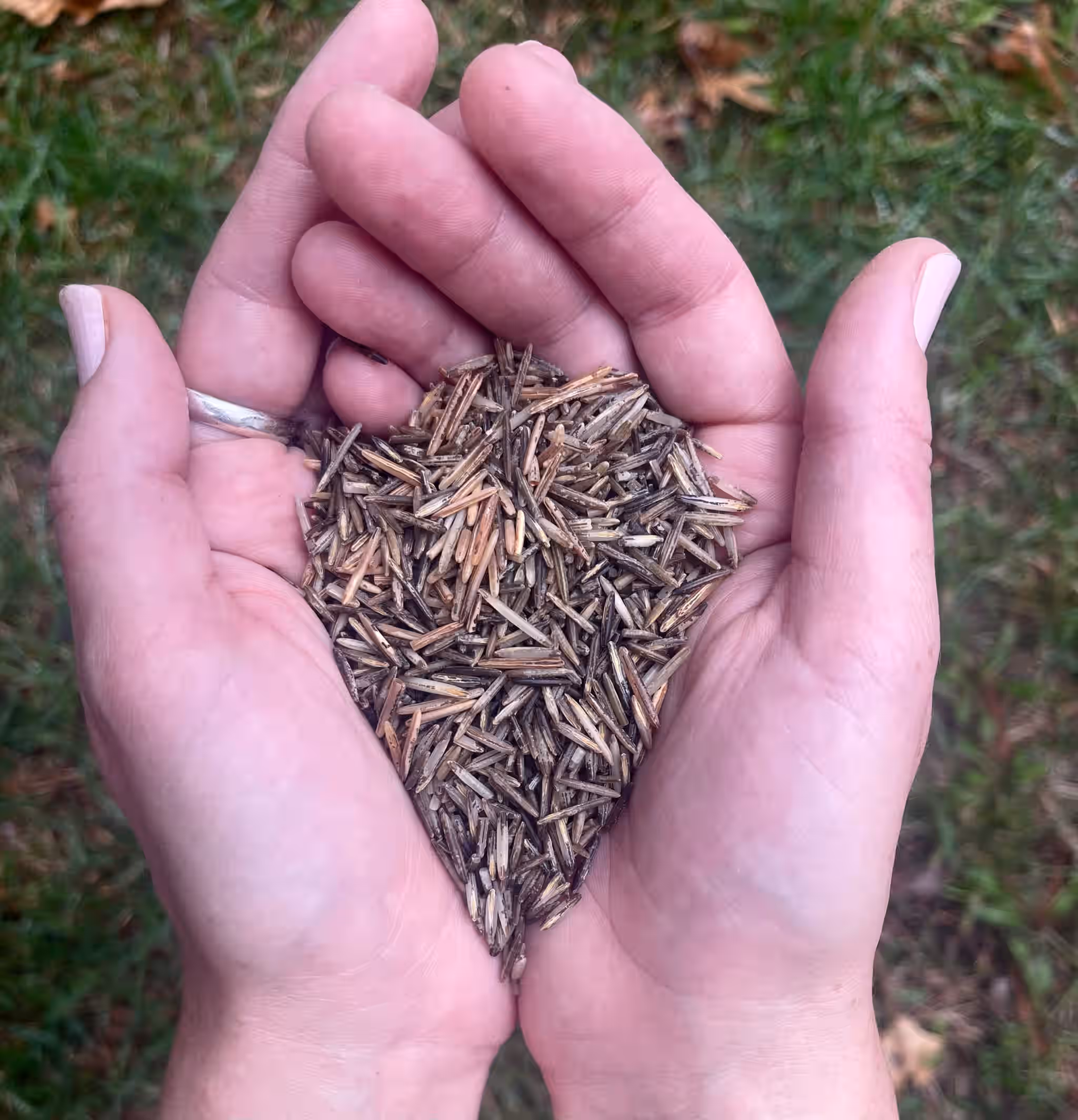 Minnesota Hand Harvested Wild Rice Manoomin