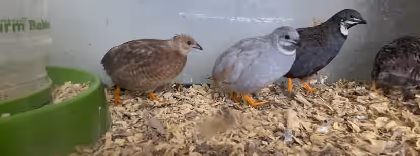 Button Quail Hatching Eggs - Rare Colors Chinese Painted