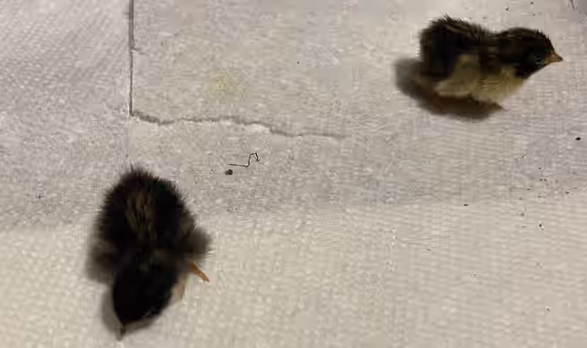 Button Quail Hatching Eggs - Rare Colors Chinese Painted