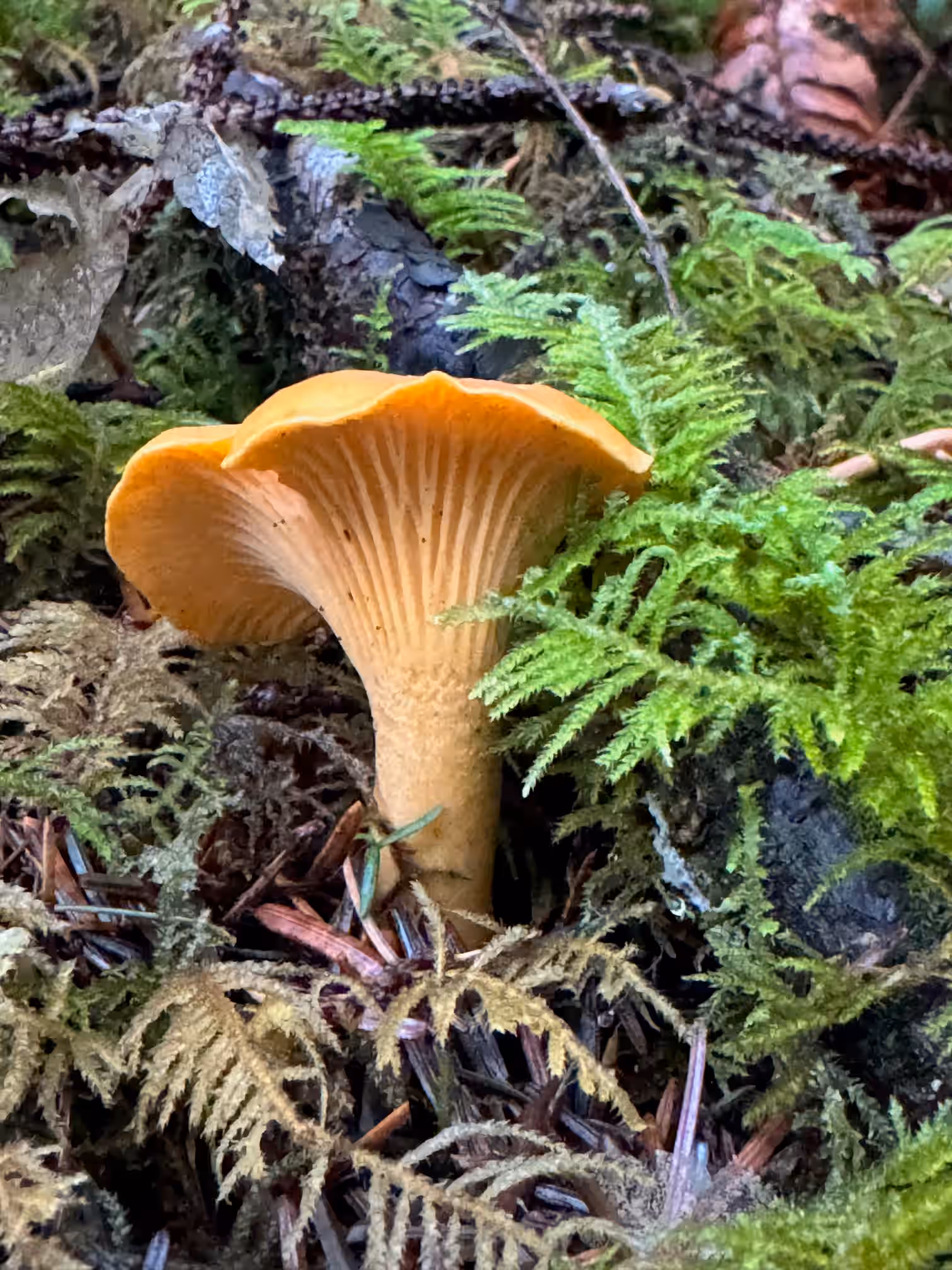 Wild Chanterelle Mushroom Powder