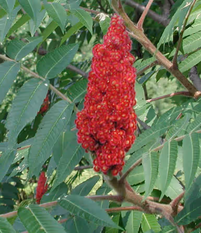 Staghorn Sumac Seeds (Rhus typhina)