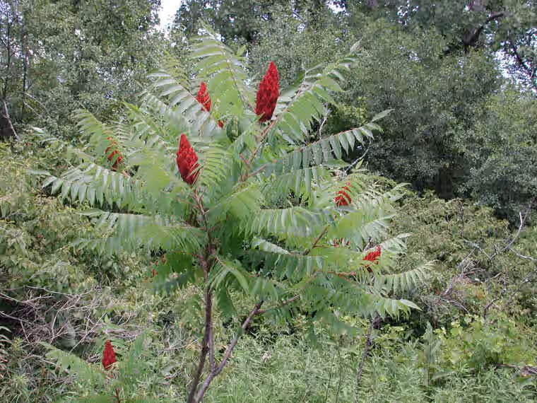 Staghorn Sumac Seeds (Rhus typhina)