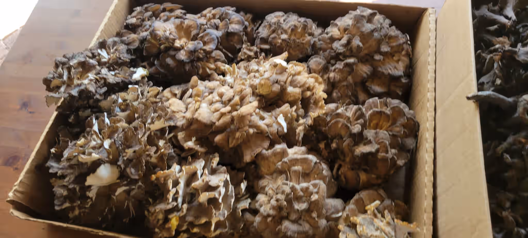 Dried Wild Hen of the Woods - 1 LB