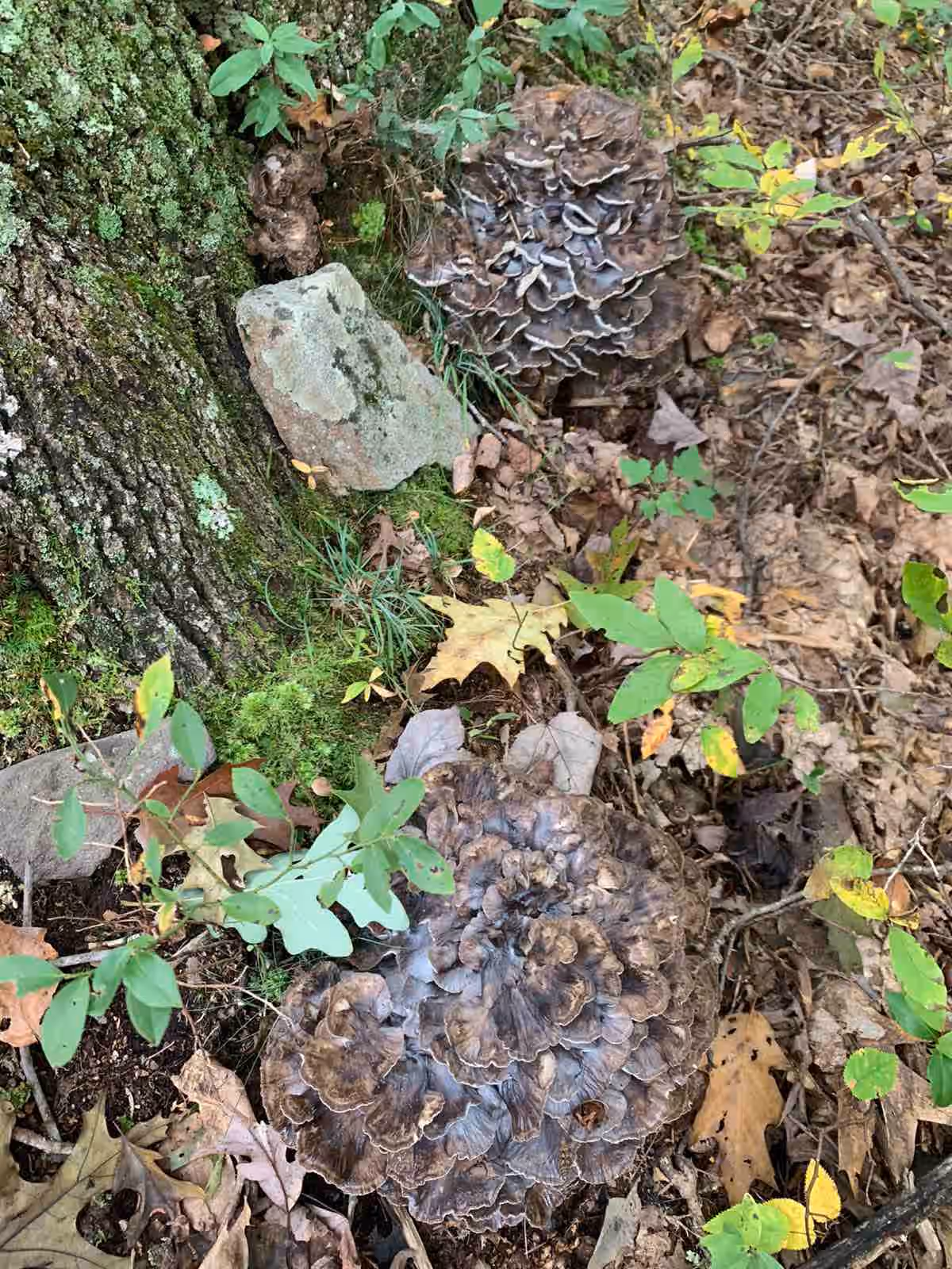 Dried Wild Hen of the Woods - 1 LB