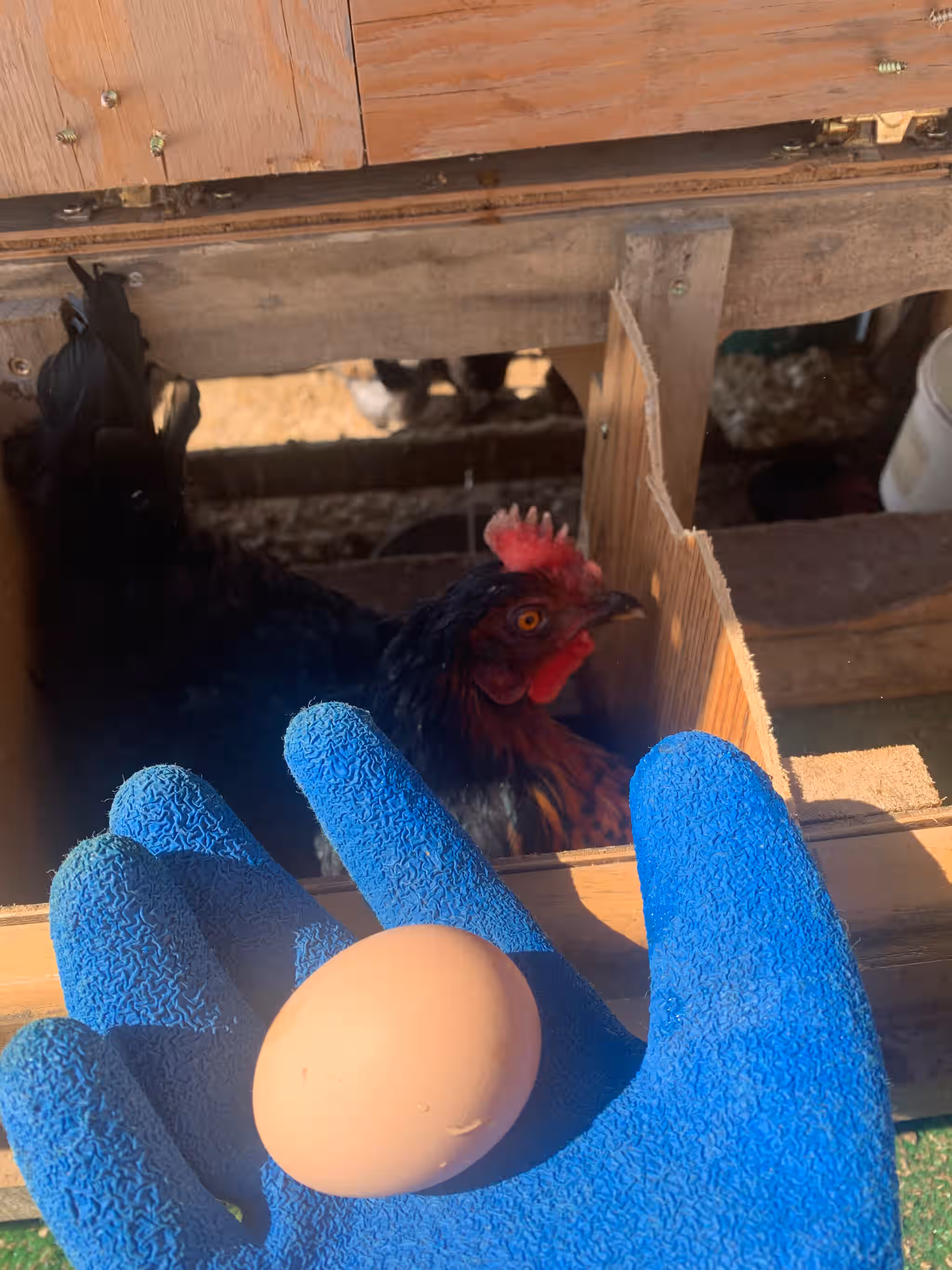 Farm Fresh Eggs