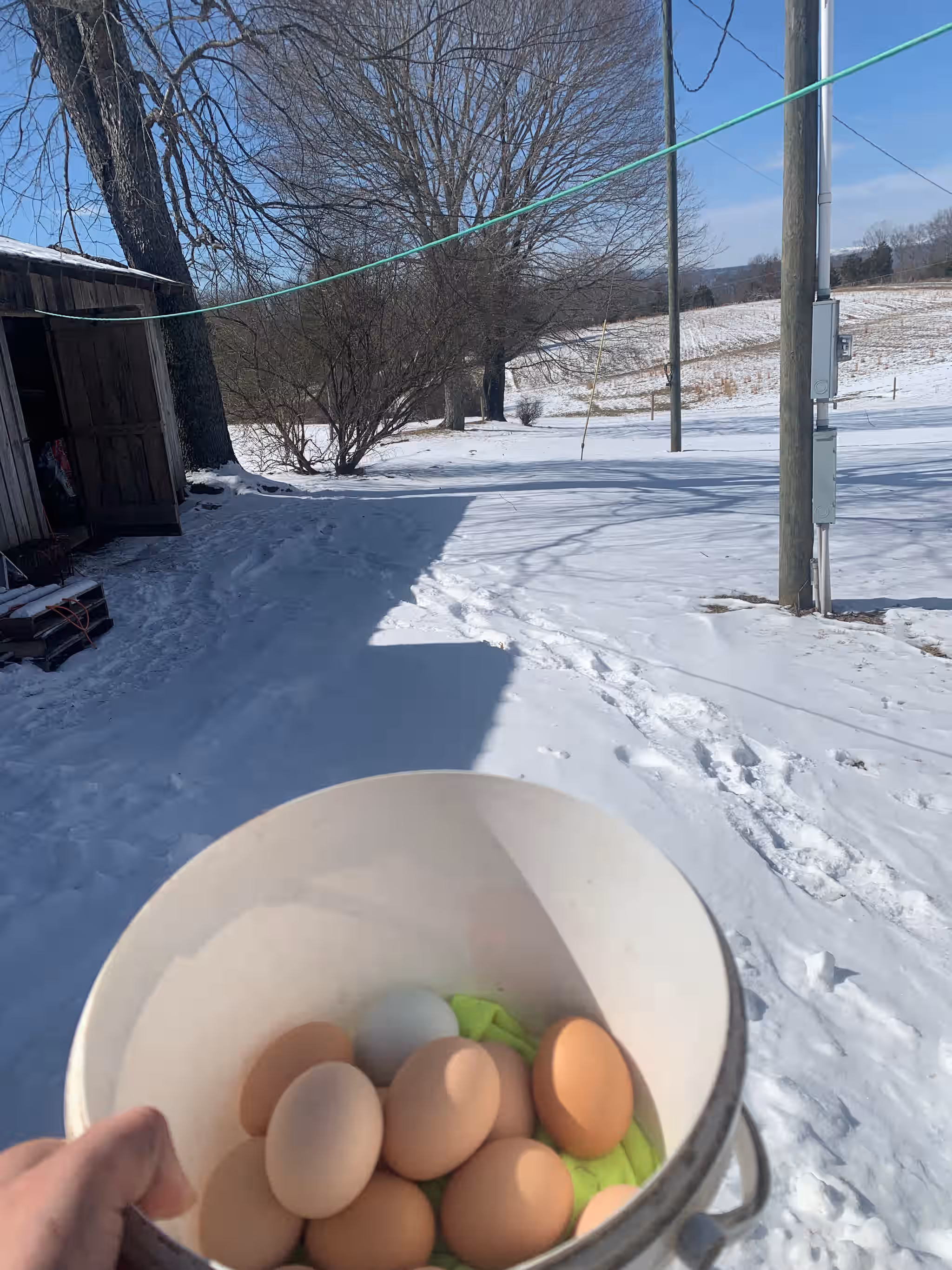 Farm Fresh Eggs 3 Farm Fresh Eggs