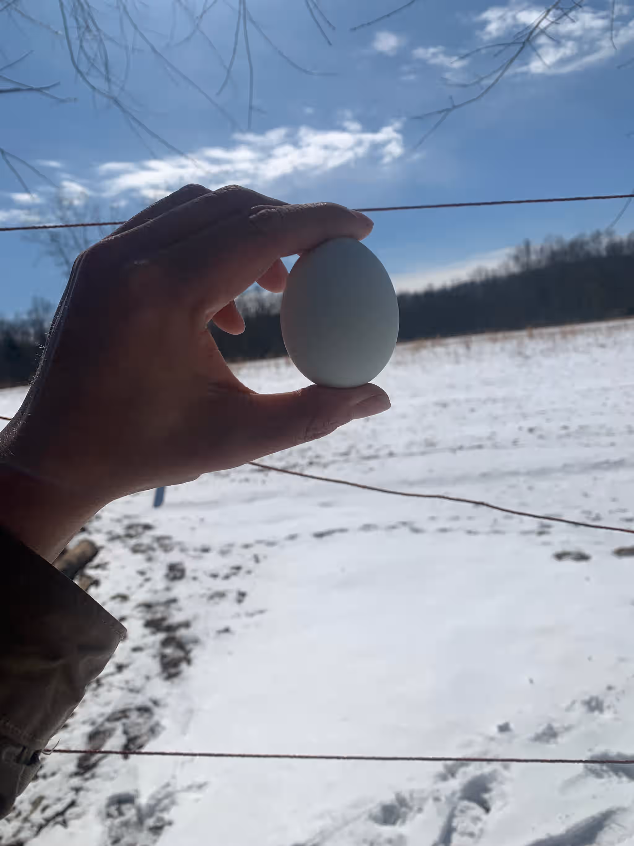 Farm Fresh Eggs 5 Farm Fresh Eggs