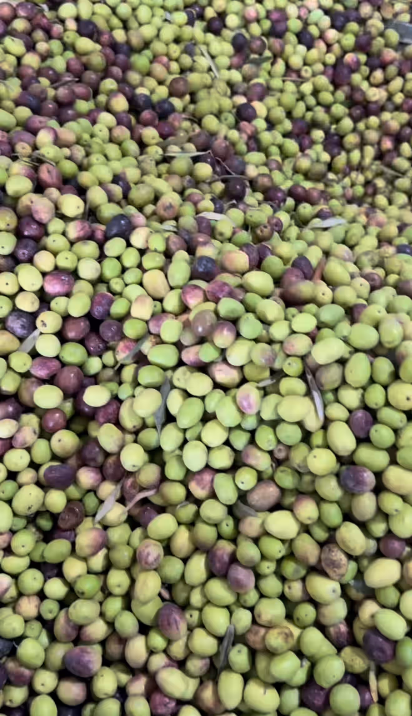 Ancient Tree Green Olives with Lemon 4 Ancient Tree Green Olives with Lemon