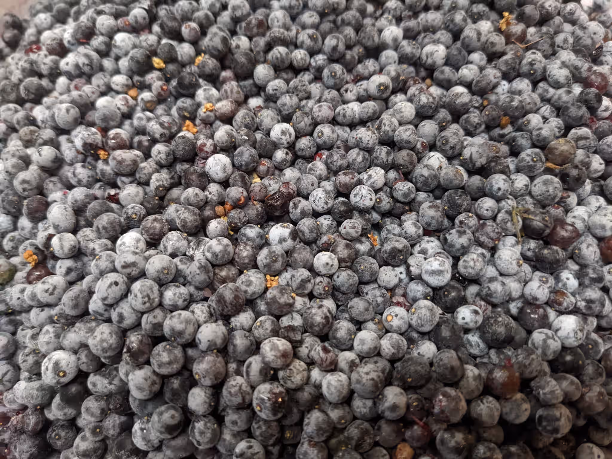 Dried Wild Elderberries