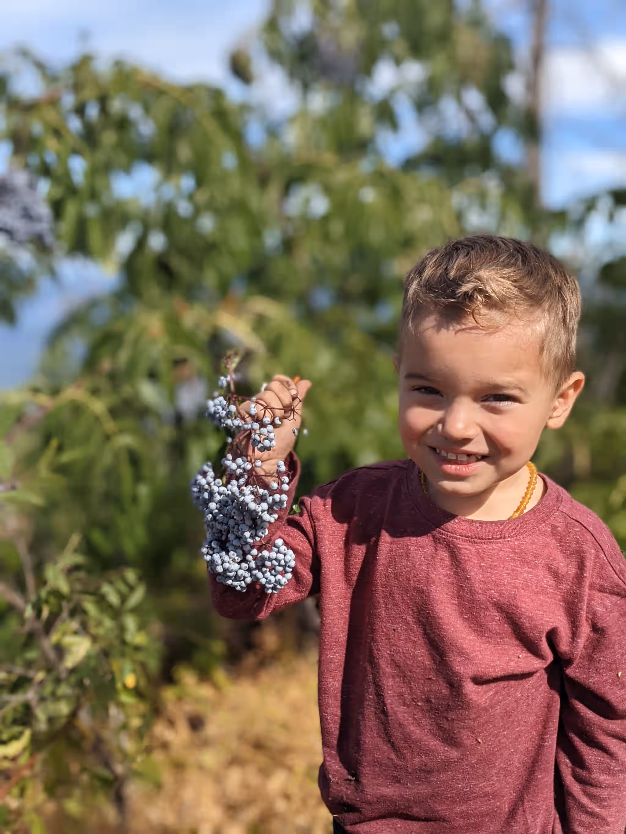 Dried Wild Elderberries