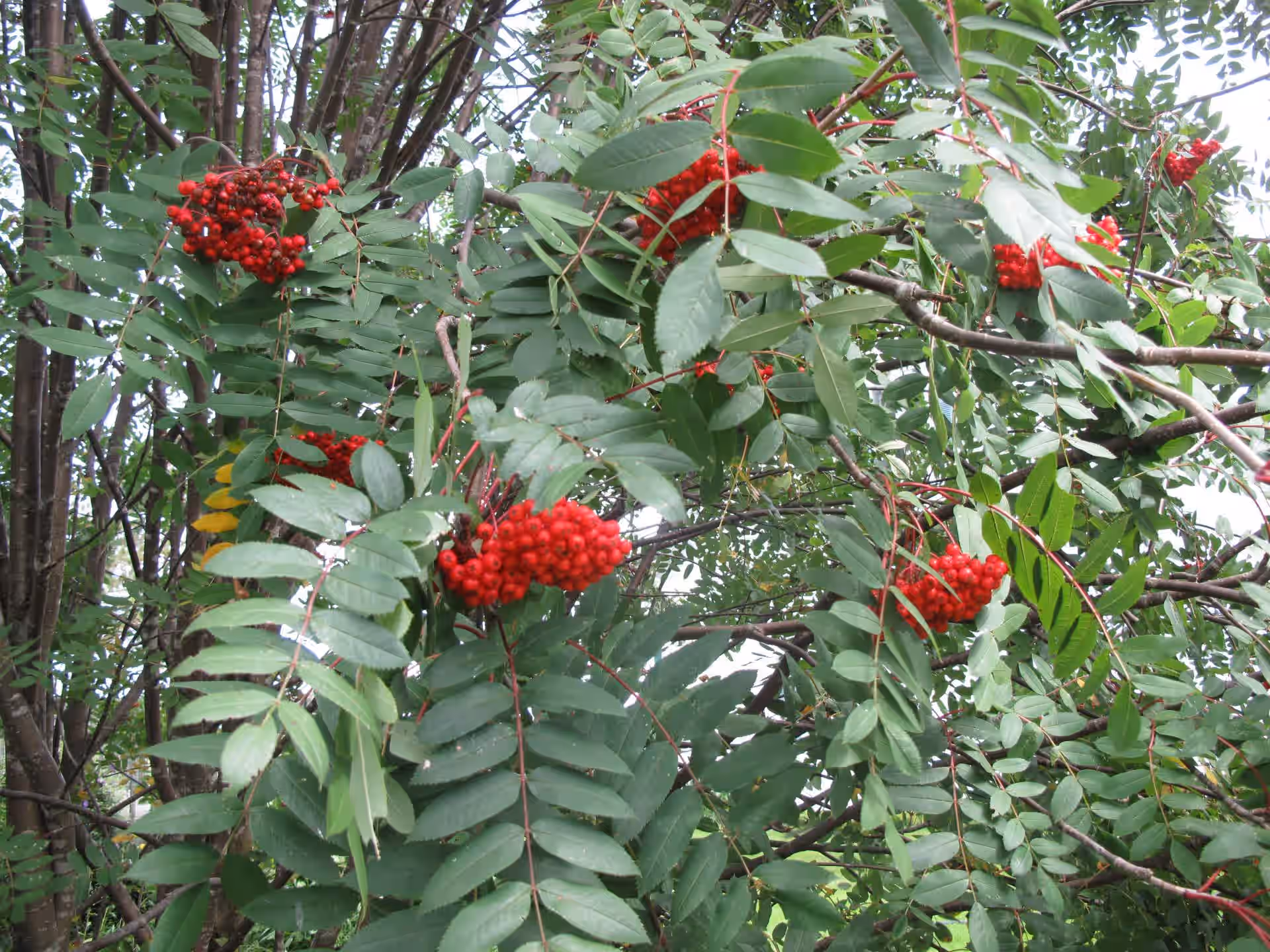 Dried Rowan berries MOUNTAIN ASH wildcrafted beyond Organic
