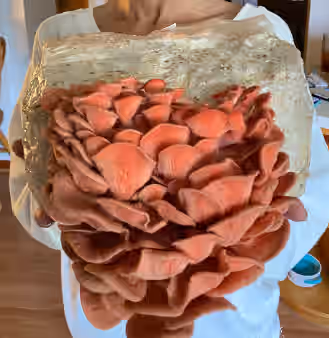 Pink Oyster Indoor Mushroom Kit
