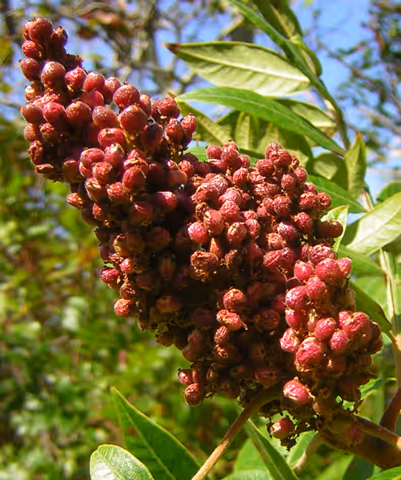Staghorn Sumac Berries - FRESH