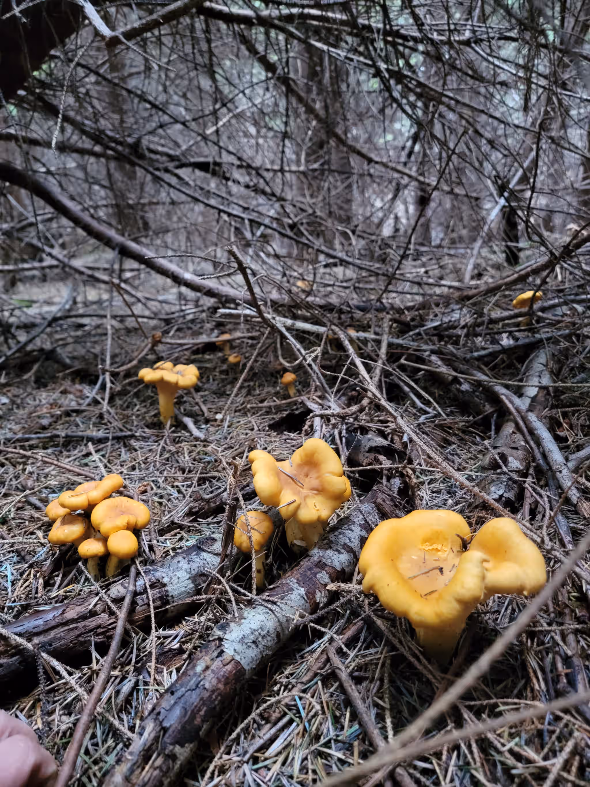 Golden Chantrelles