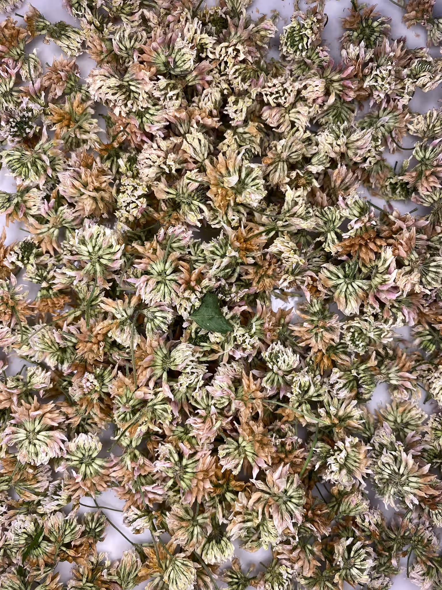 Dried Wild White Clover Blossoms 3 Dried Wild White Clover Blossoms