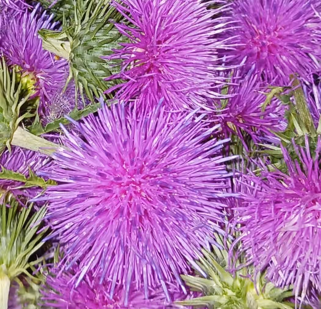 Dried Scotch Thistle Blossoms