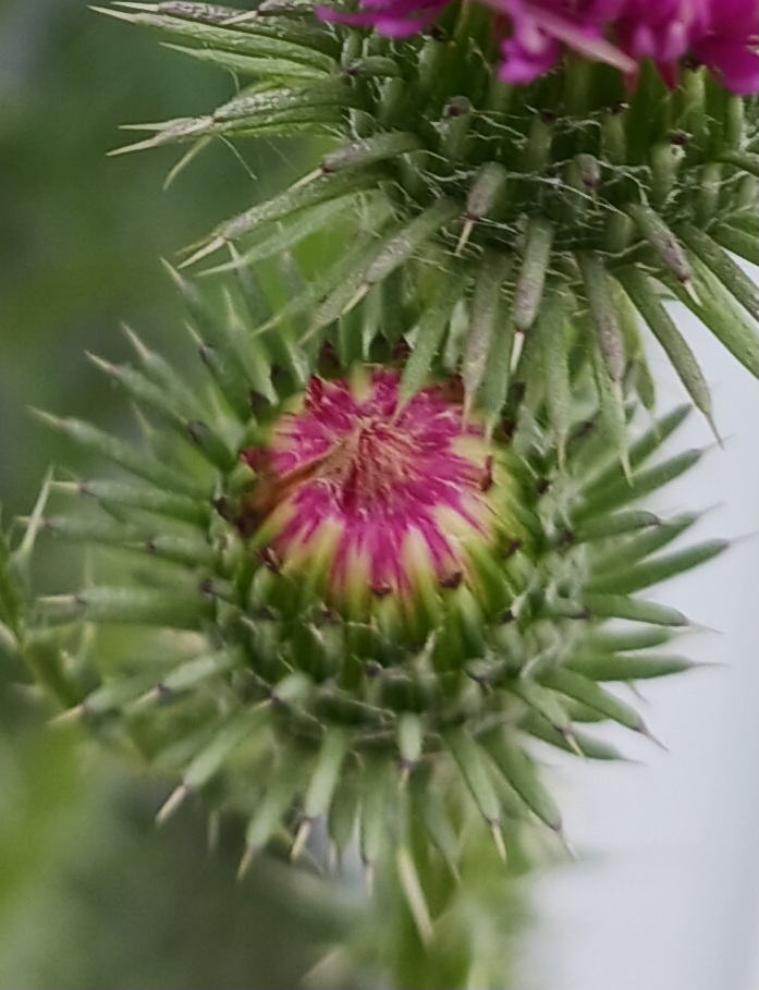 Dried Scotch Thistle Blossoms