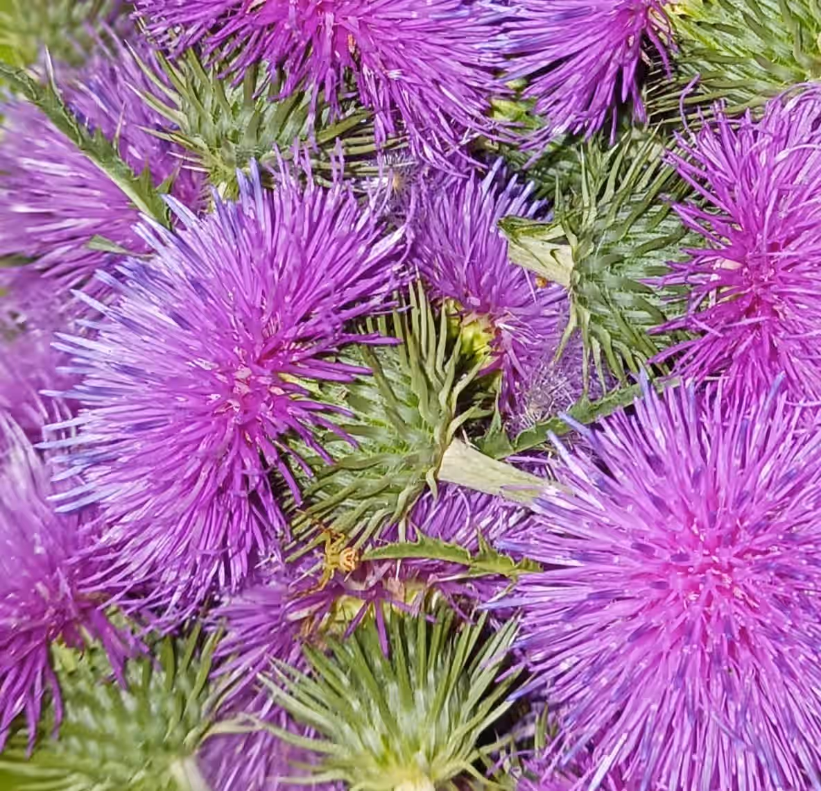 Dried Scotch Thistle Blossoms