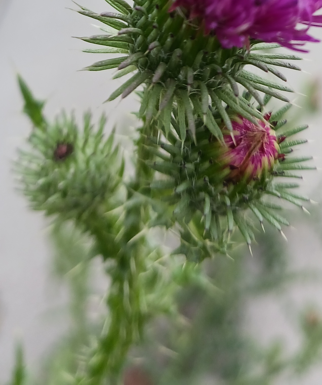 Dried Scotch Thistle Blossoms