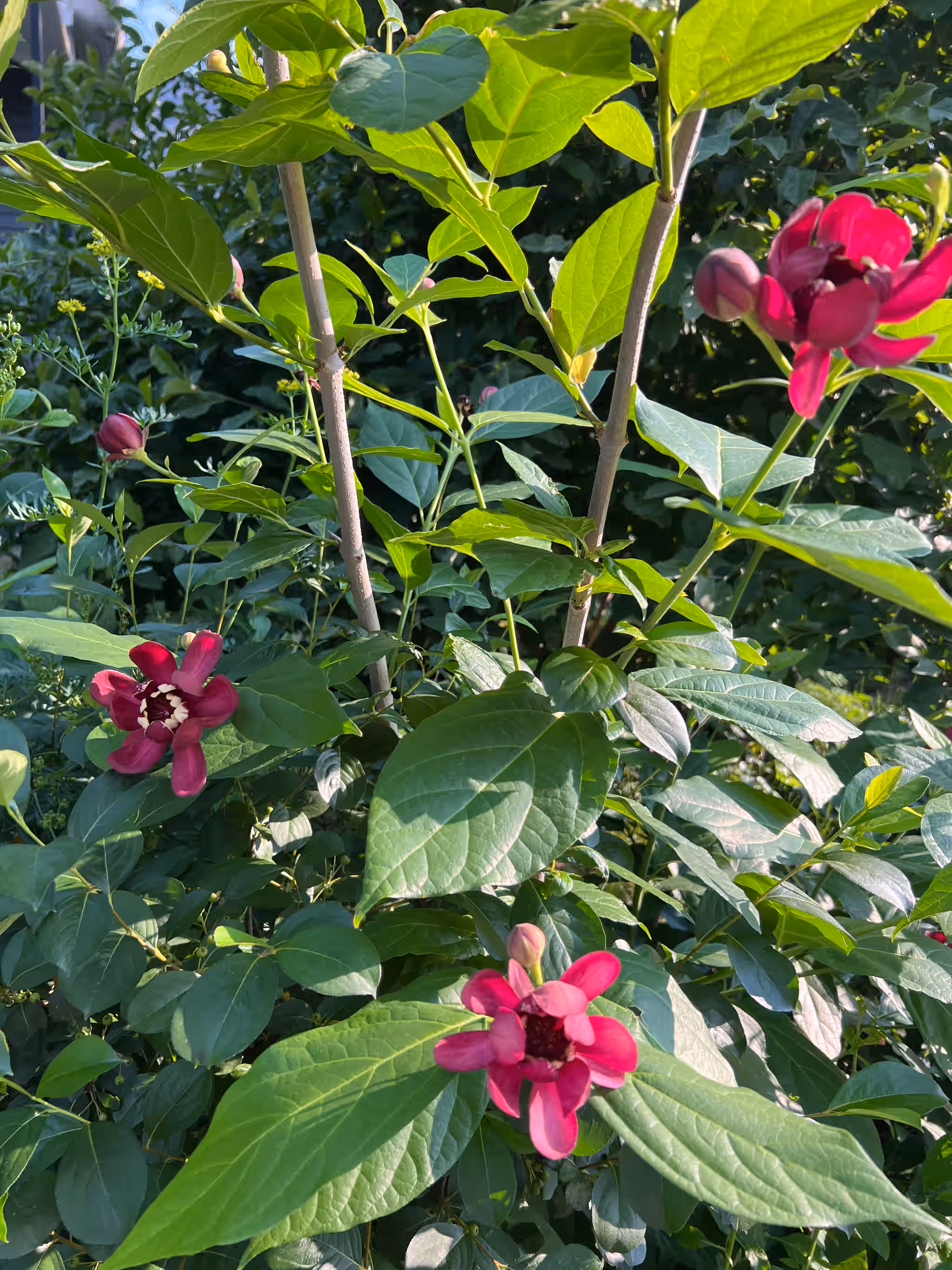 Carolina Allspice / Sweetshrub - fresh or dried bark