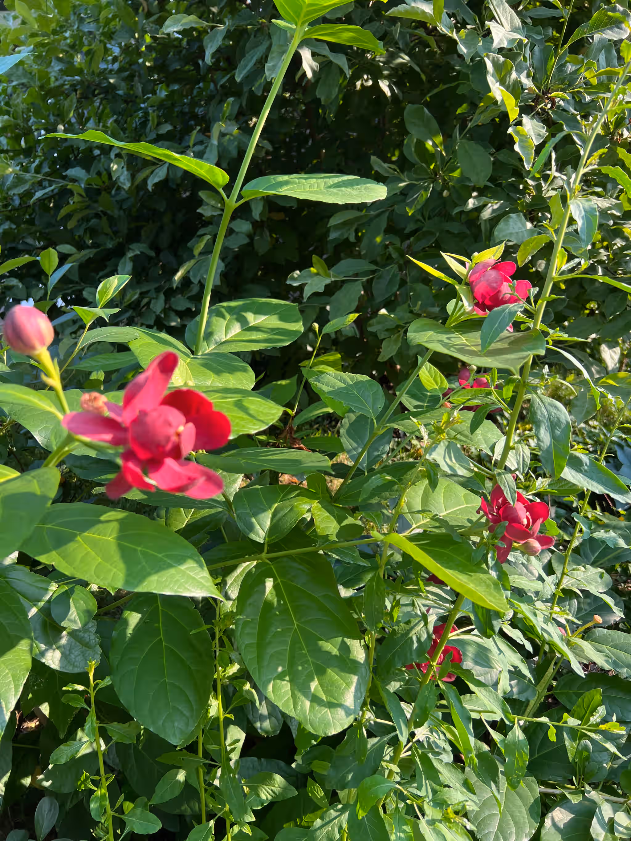 Carolina Allspice / Sweetshrub - fresh or dried bark