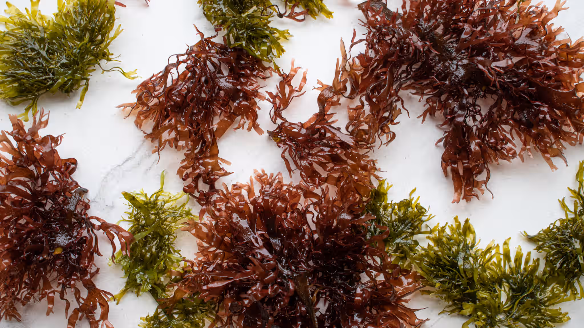 False Irish Moss (Mastocarpus stellatus)