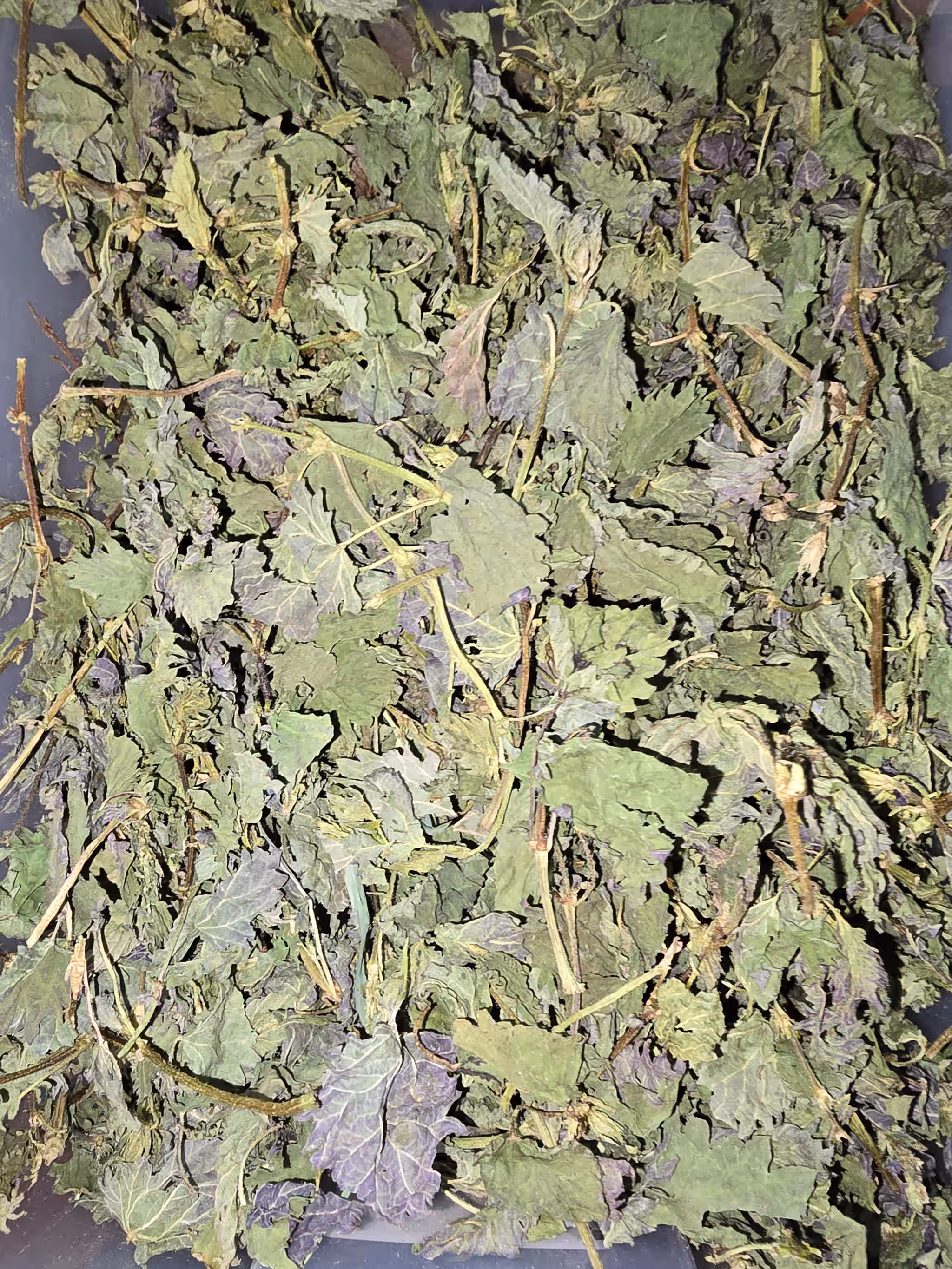 Dried Stinging Nettle