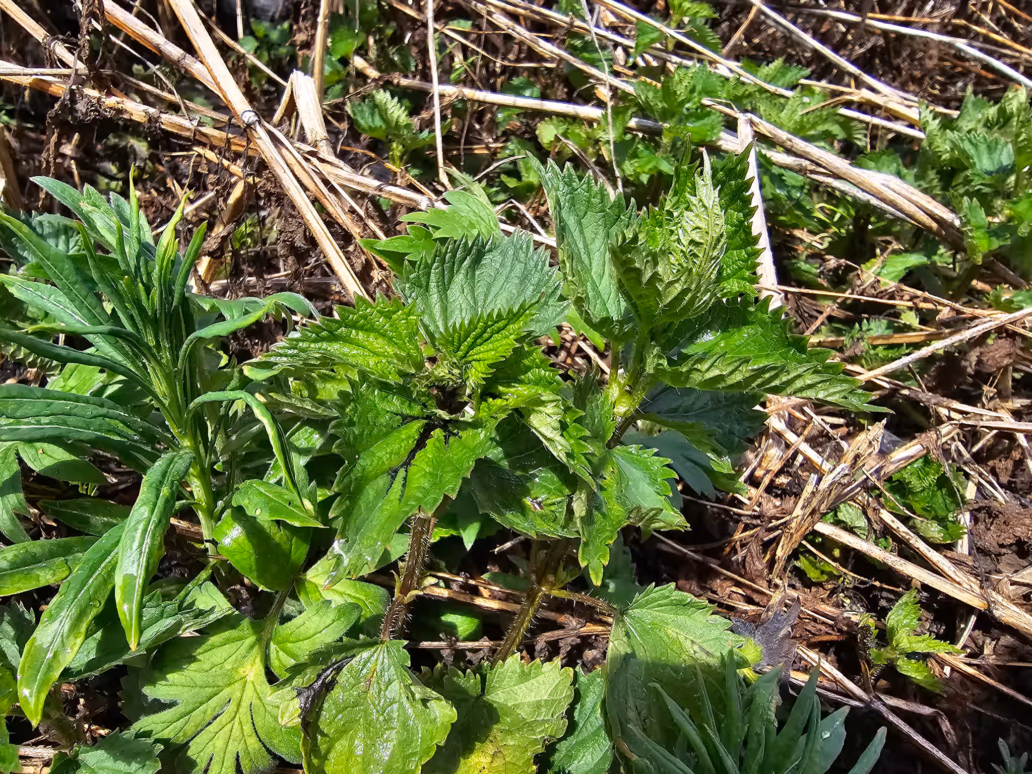 Dried Stinging Nettle