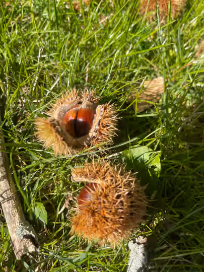 8oz Wild Foraged Organic Chinese Sweet Chestnuts | Hand gathered | Pennsylvania 2025