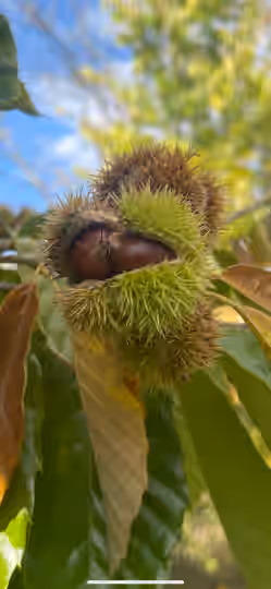 8oz Wild Foraged Organic Chinese Sweet Chestnuts | Hand gathered | Pennsylvania 2025