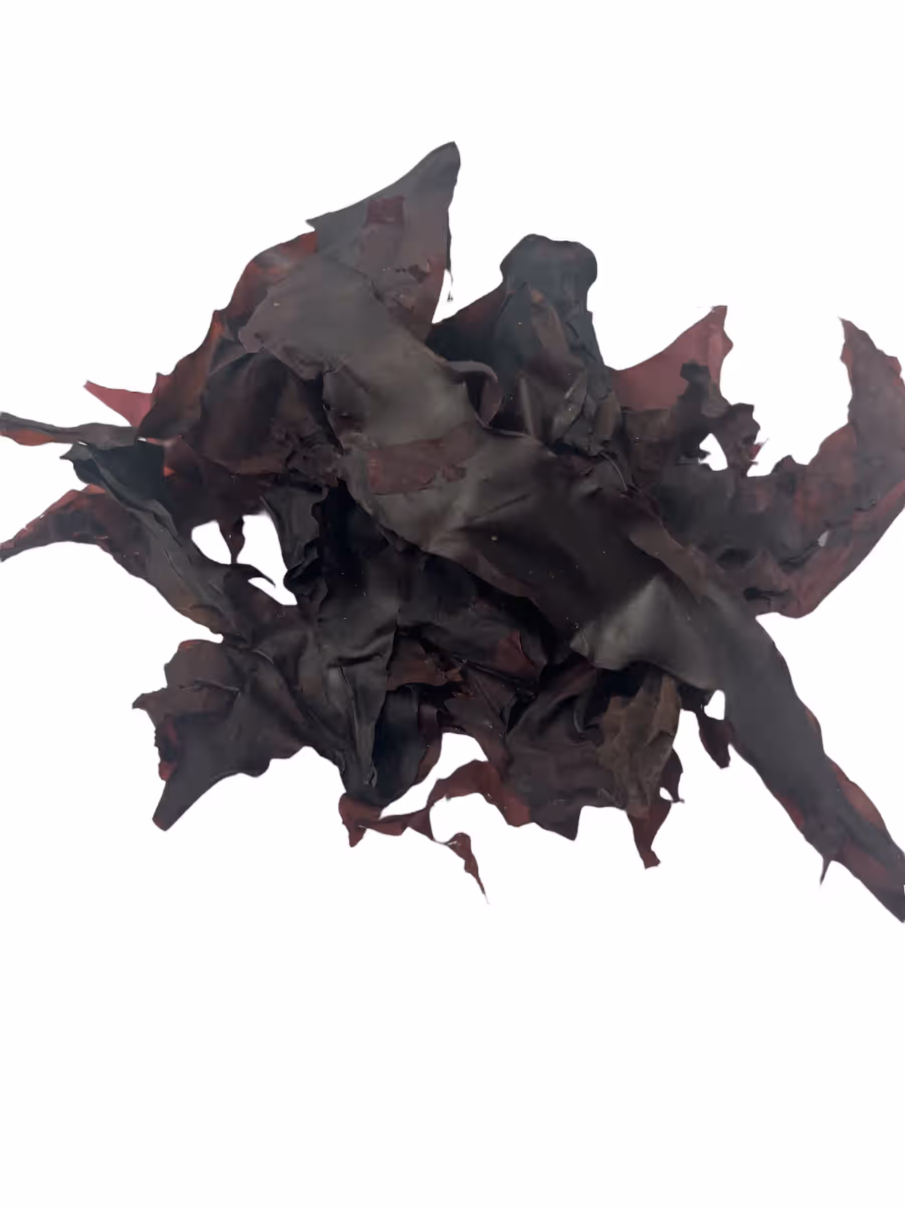 Atlantic Dulse