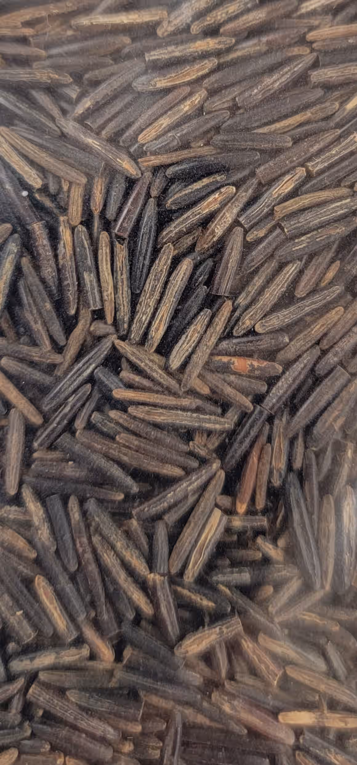 3lbs of Wood Parched Cultivated Wild Rice - Quick Cook Whole Grain