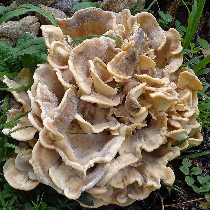 Wild Foraged Double Extracted Black Staining Polypore Tincture